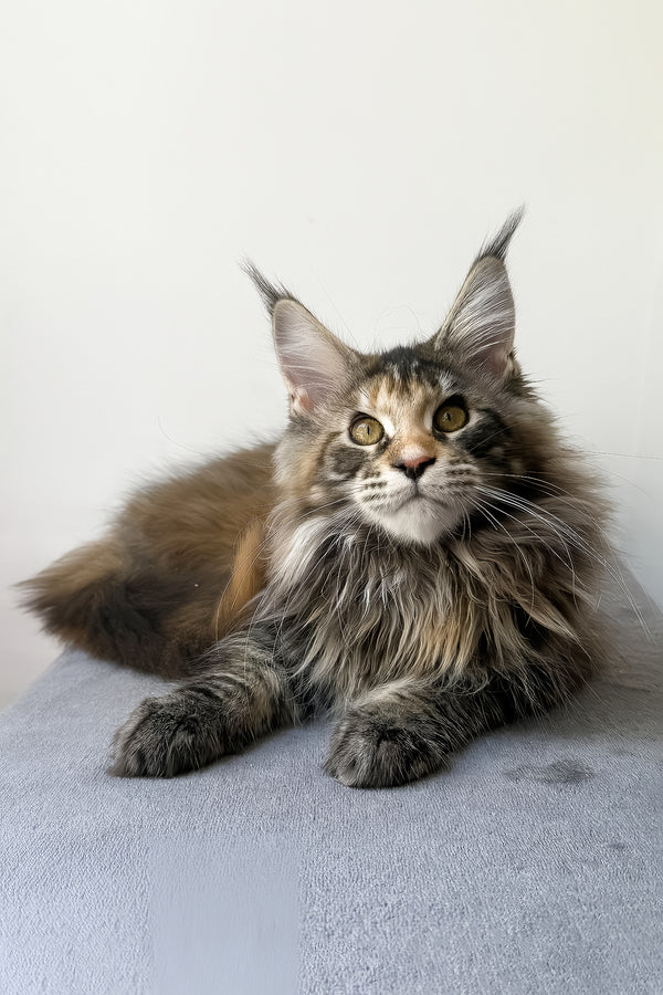 Carmen | Maine Coon Kitten