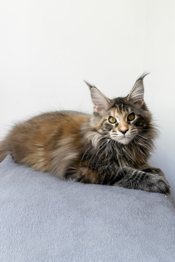 Carmen | Maine Coon Kitten