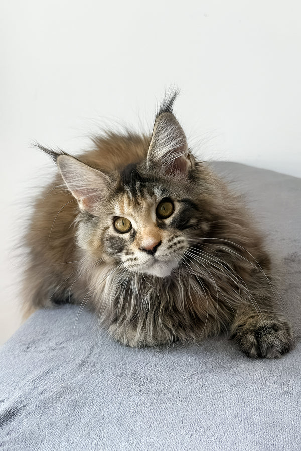 Carmen | Maine Coon Kitten