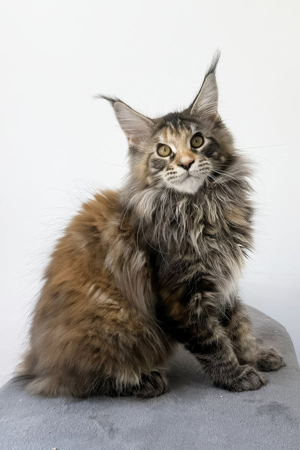 Carmen | Maine Coon Kitten