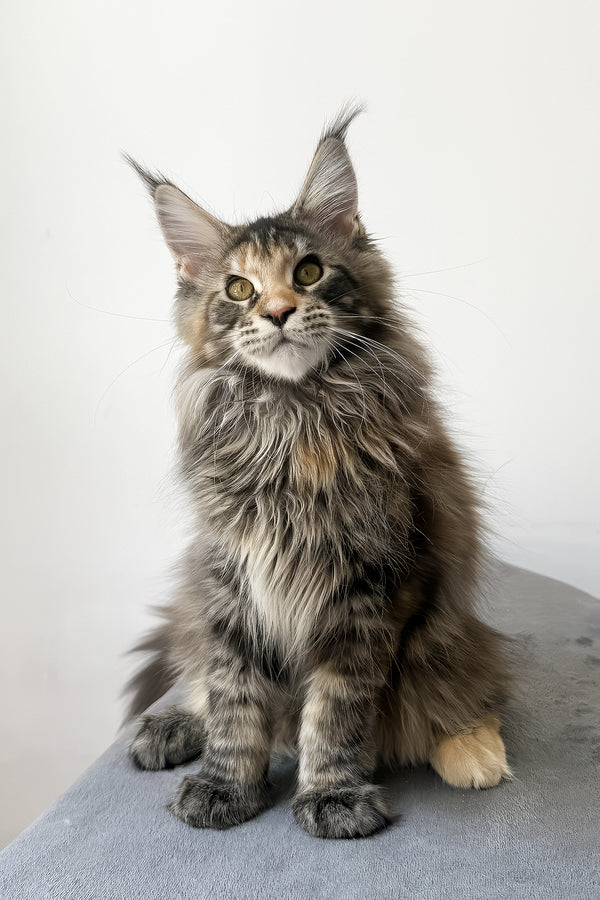 Carmen | Maine Coon Kitten
