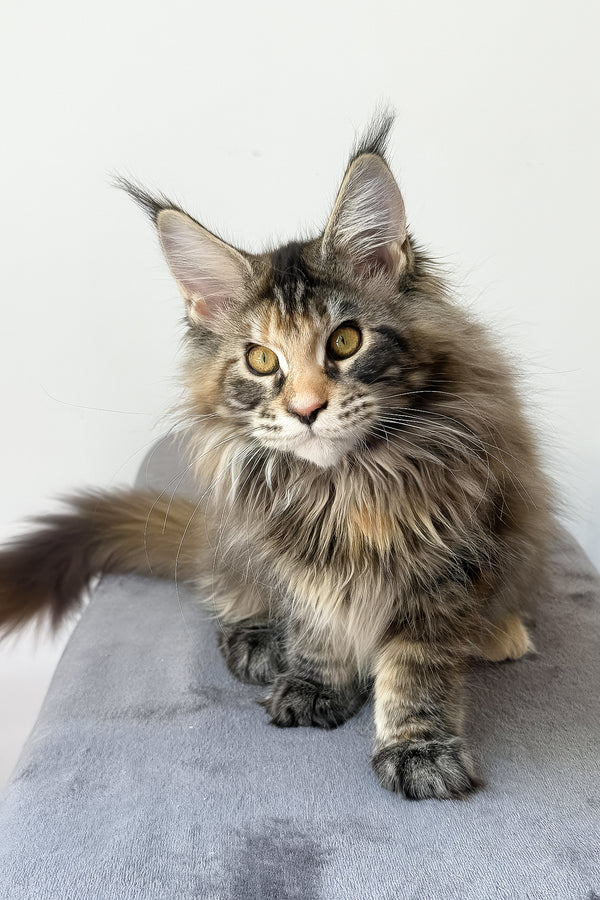 Carmen | Maine Coon Kitten