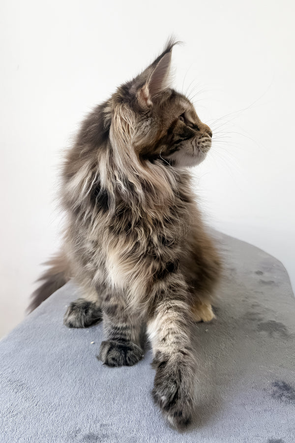 Carmen | Maine Coon Kitten