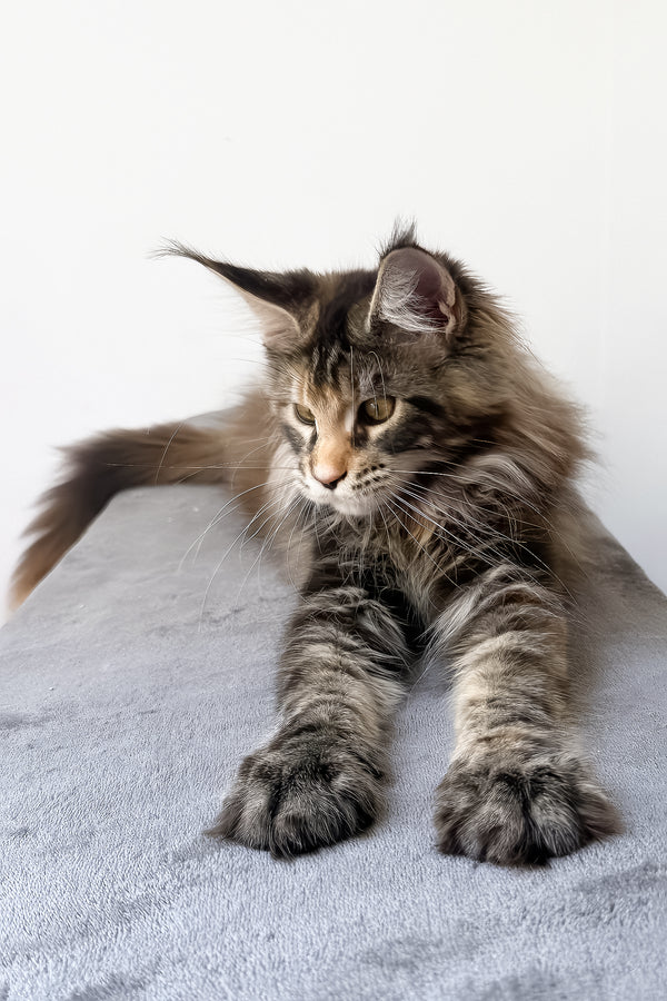 Carmen | Maine Coon Kitten