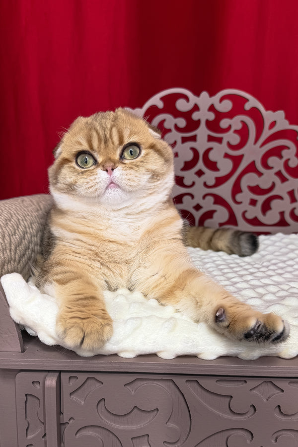 Carolina | Scottish Fold Kitten