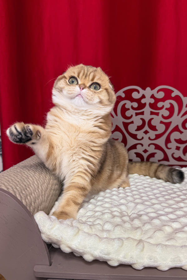 Carolina | Scottish Fold Kitten