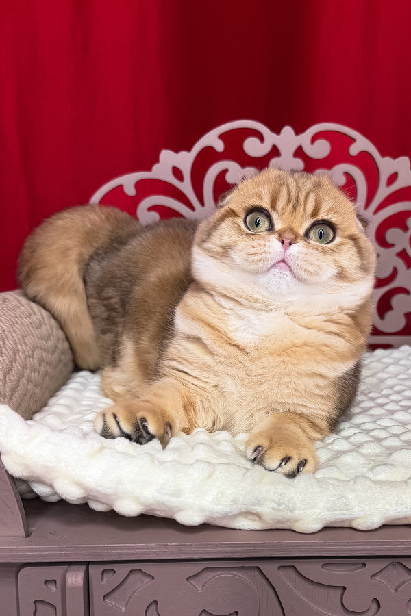 Carolina | Scottish Fold Kitten