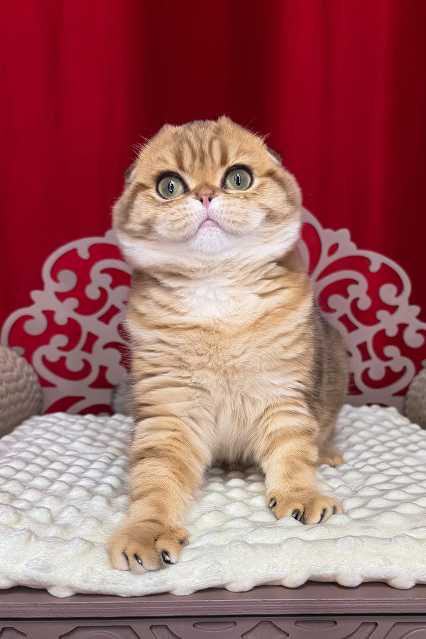 Carolina | Scottish Fold Kitten