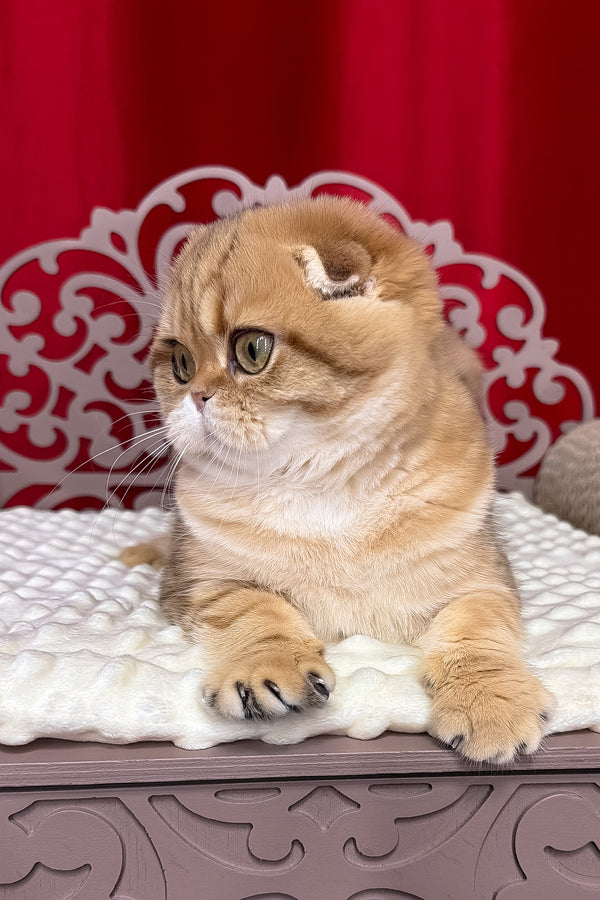 Carolina | Scottish Fold Kitten
