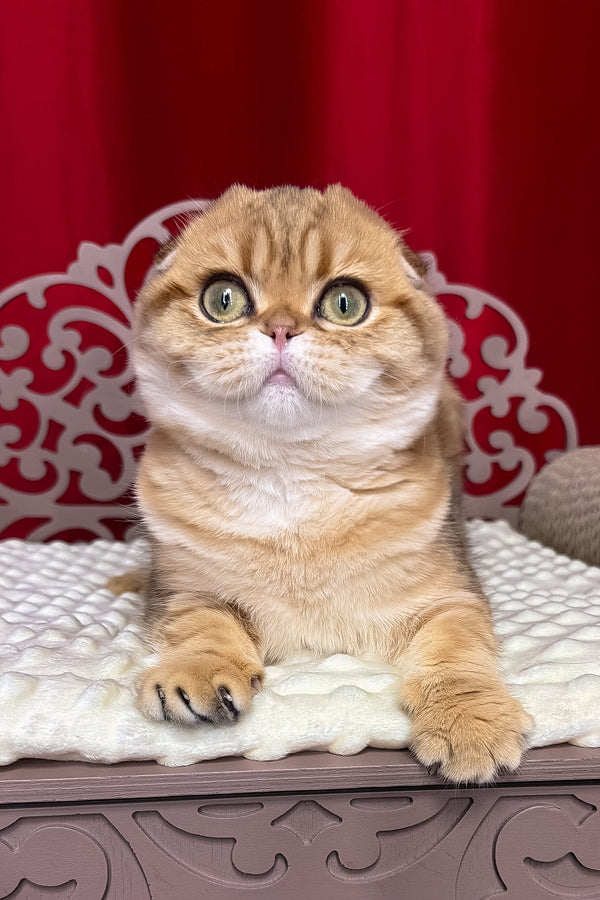 Carolina | Scottish Fold Kitten
