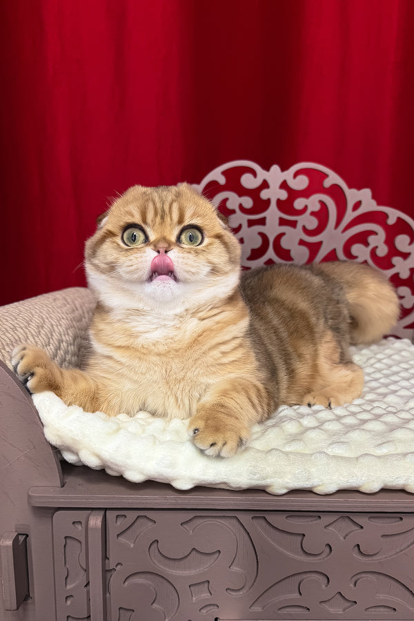 Carolina | Scottish Fold Kitten