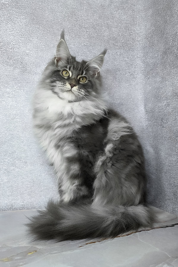 Carter | Maine Coon Kitten