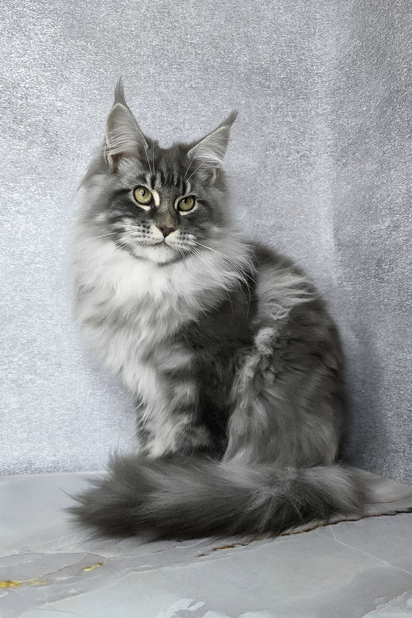 Carter | Maine Coon Kitten