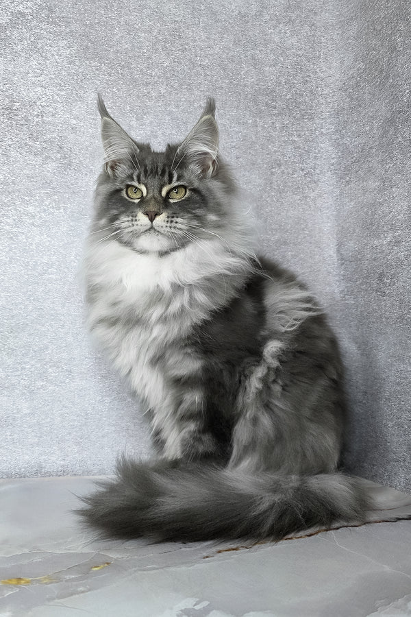 Carter | Maine Coon Kitten