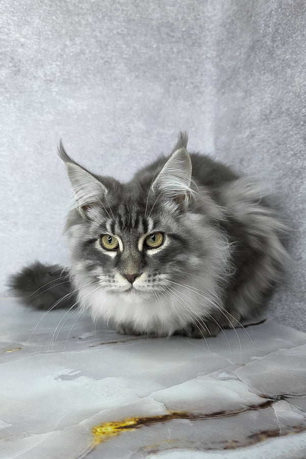 Carter | Maine Coon Kitten