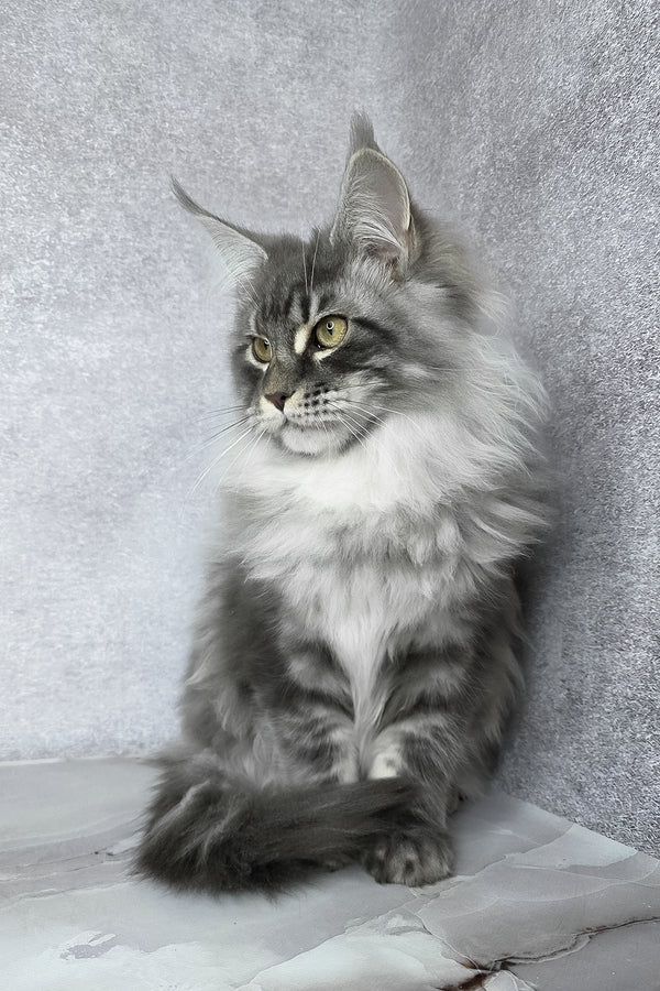 Carter | Maine Coon Kitten