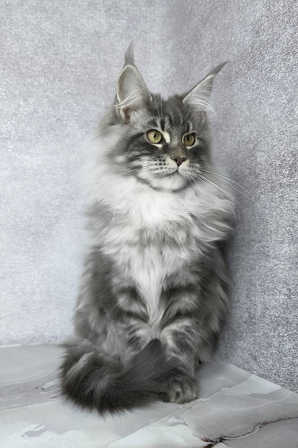 Carter | Maine Coon Kitten