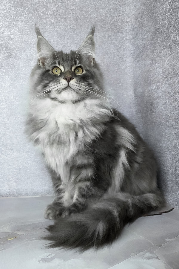 Carter | Maine Coon Kitten