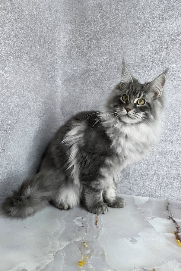 Carter | Maine Coon Kitten