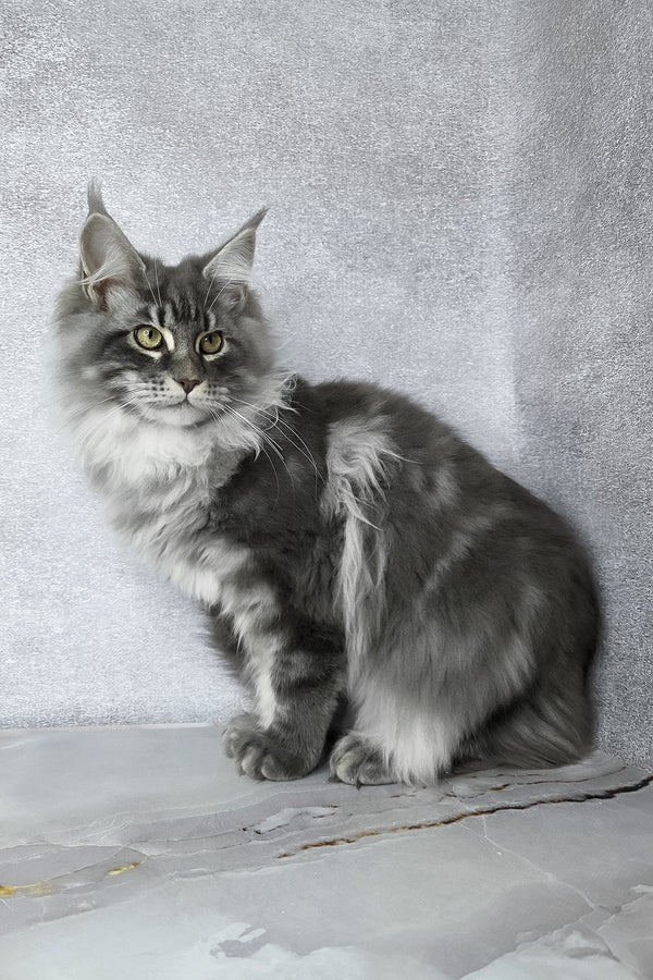 Carter | Maine Coon Kitten