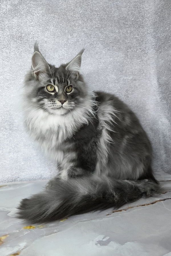 Carter | Maine Coon Kitten