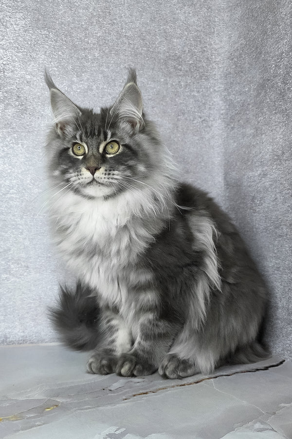 Carter | Maine Coon Kitten