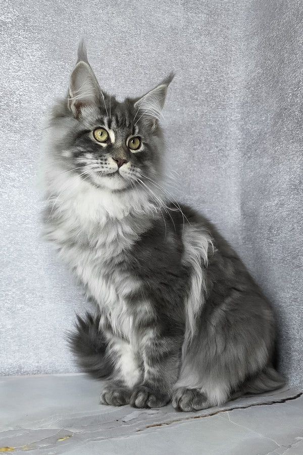 Carter | Maine Coon Kitten