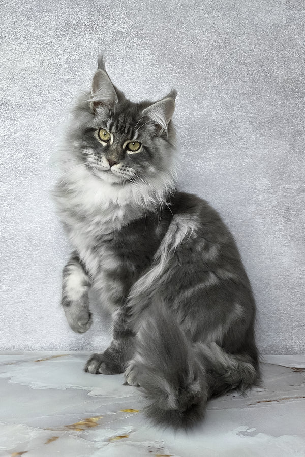 Carter | Maine Coon Kitten