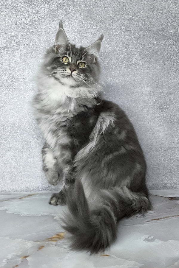 Carter | Maine Coon Kitten