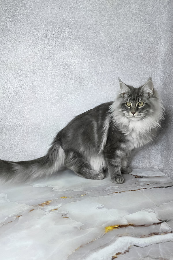 Carter | Maine Coon Kitten