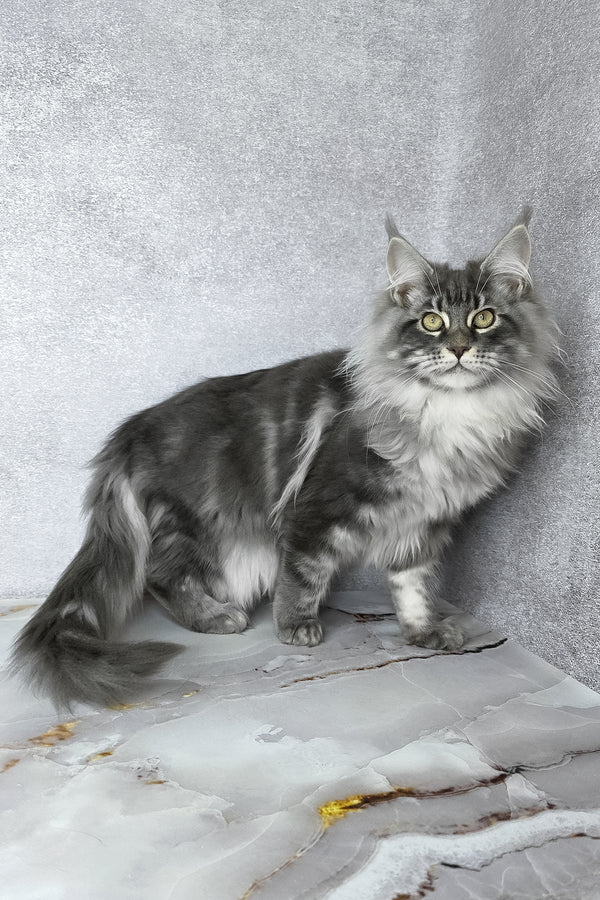 Carter | Maine Coon Kitten