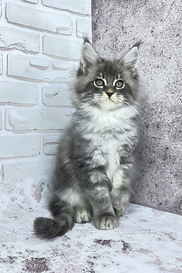 Carter | Maine Coon Kitten