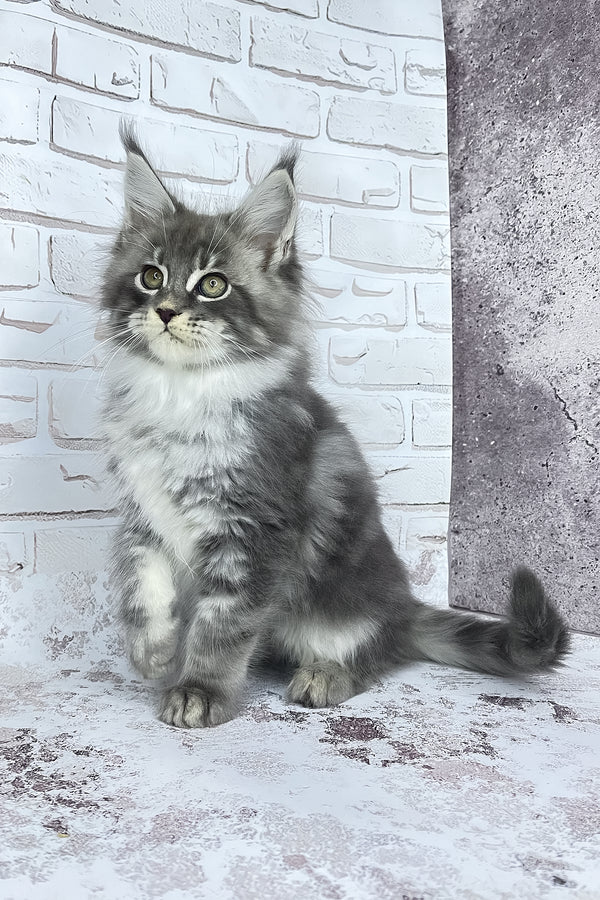 Carter | Maine Coon Kitten