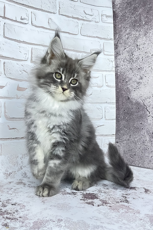Carter | Maine Coon Kitten