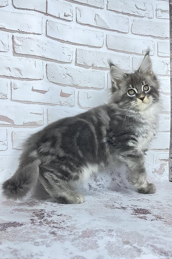 Carter | Maine Coon Kitten