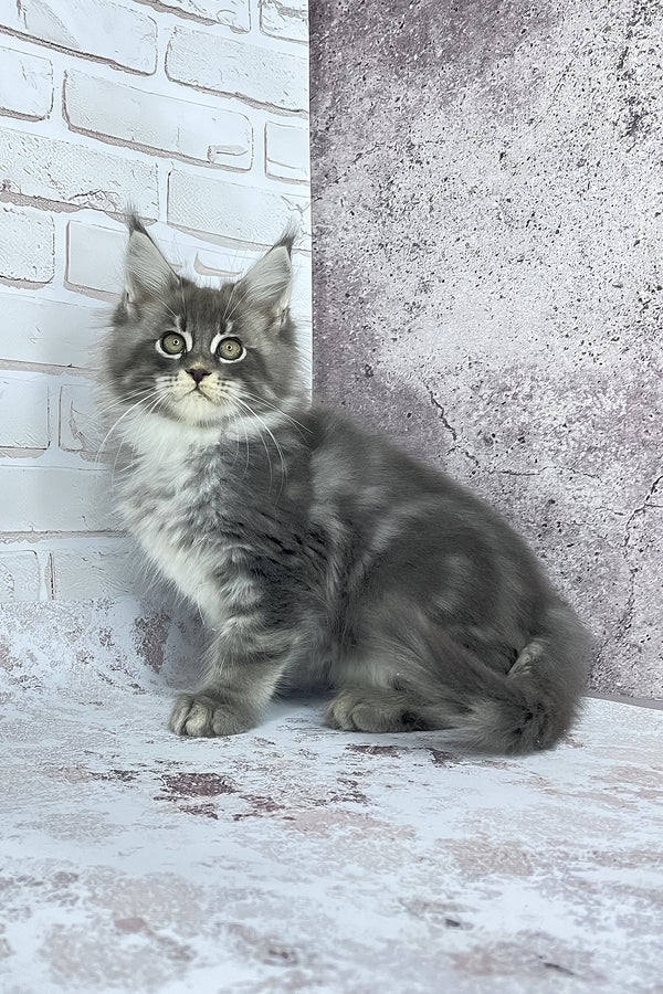 Carter | Maine Coon Kitten