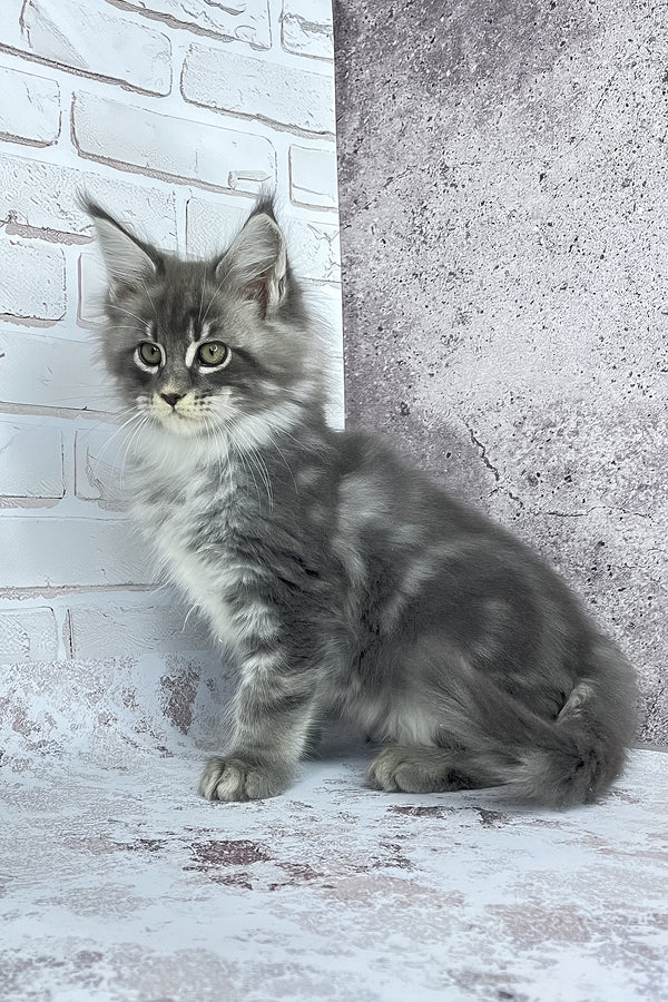 Carter | Maine Coon Kitten