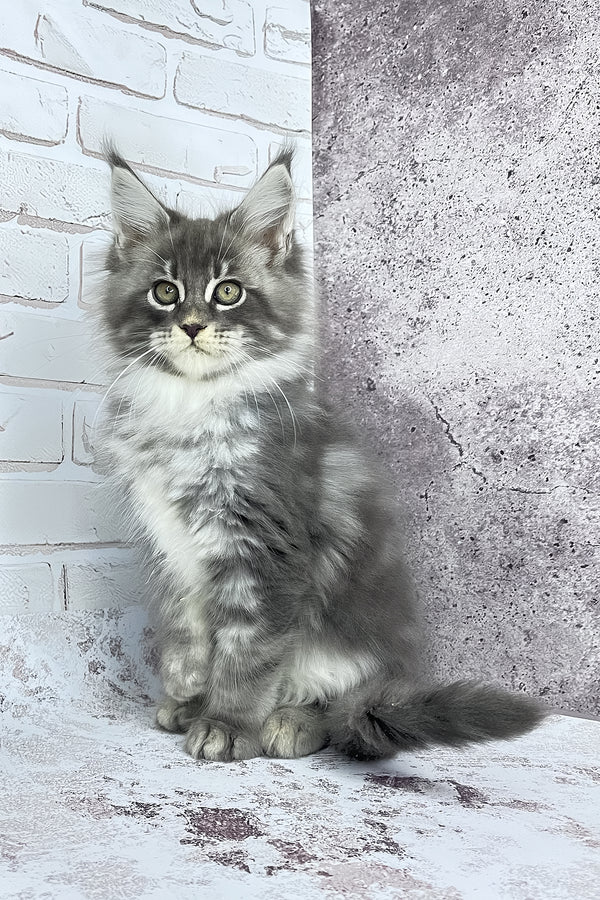 Carter | Maine Coon Kitten