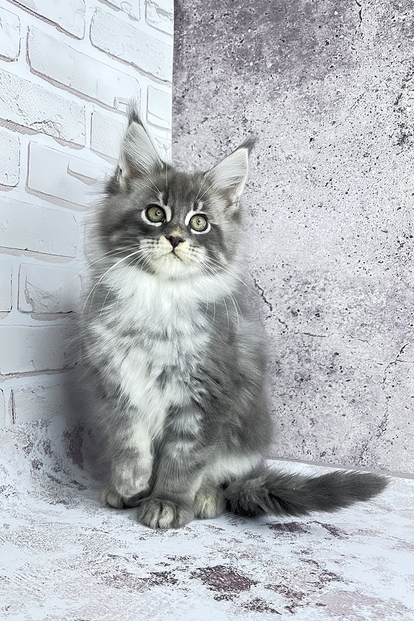 Carter | Maine Coon Kitten