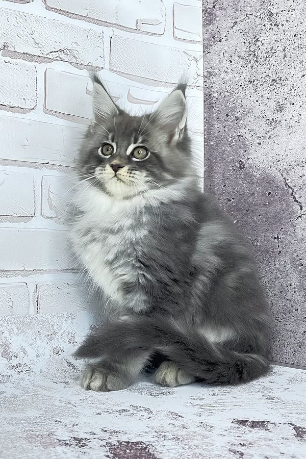 Carter | Maine Coon Kitten