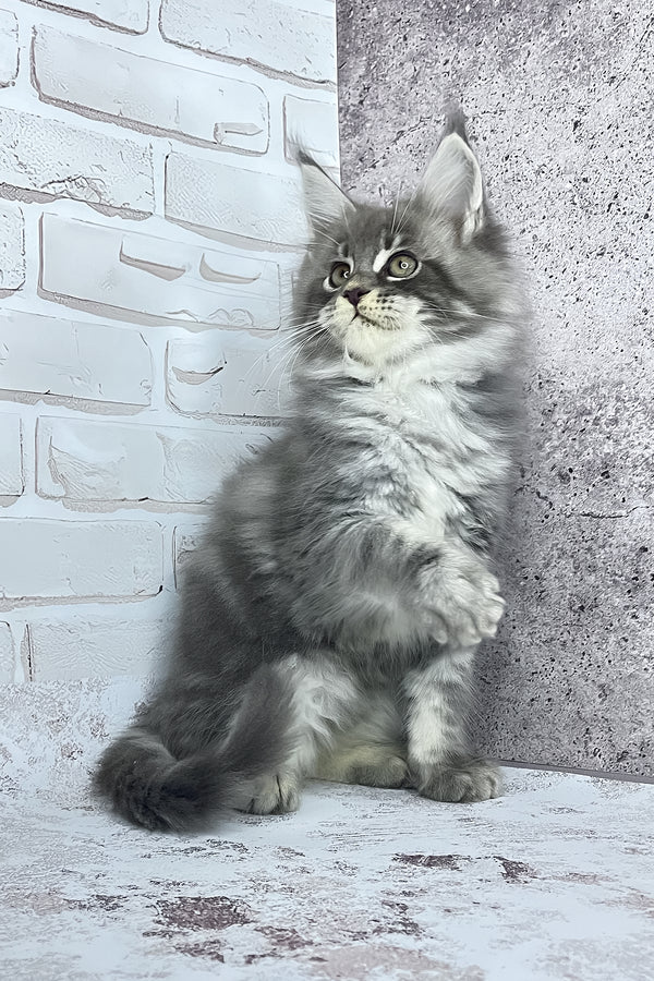 Carter | Maine Coon Kitten