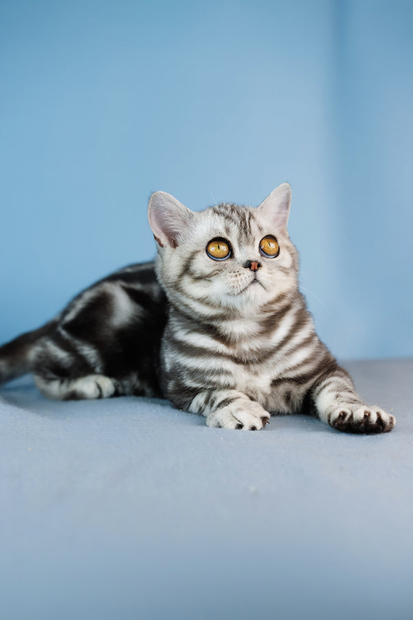 Cartier | Scottish Straight Kitten