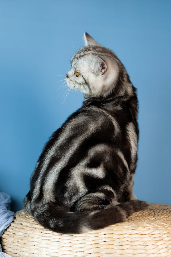 Cartier | Scottish Straight Kitten