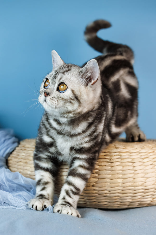Cartier | Scottish Straight Kitten