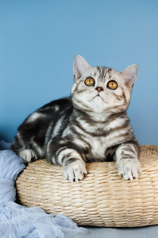 Cartier | Scottish Straight Kitten