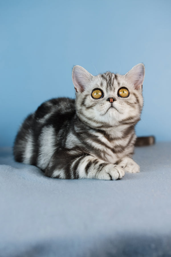 Cartier | Scottish Straight Kitten
