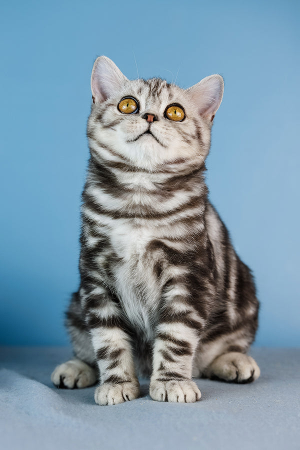 Cartier | Scottish Straight Kitten