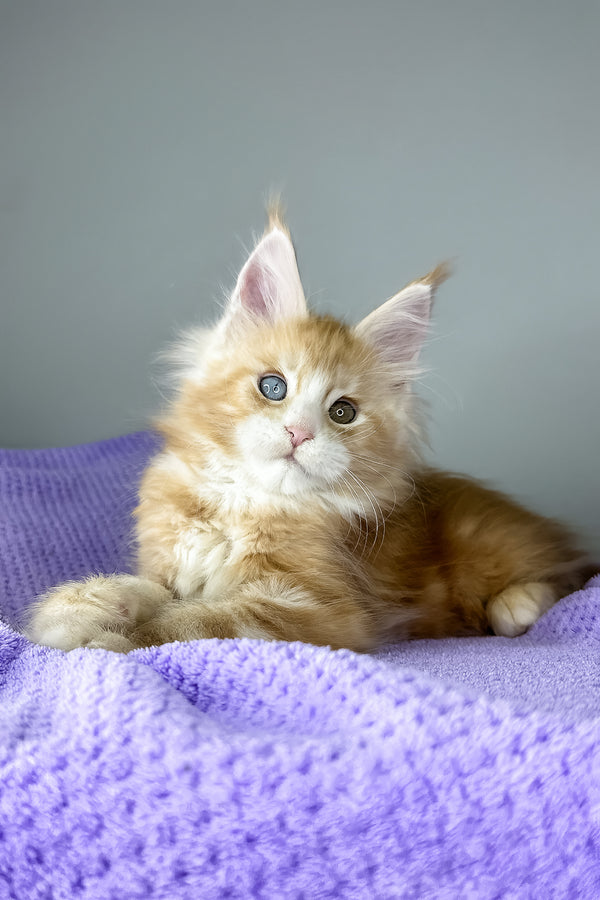 Cartier | Maine Coon Kitten