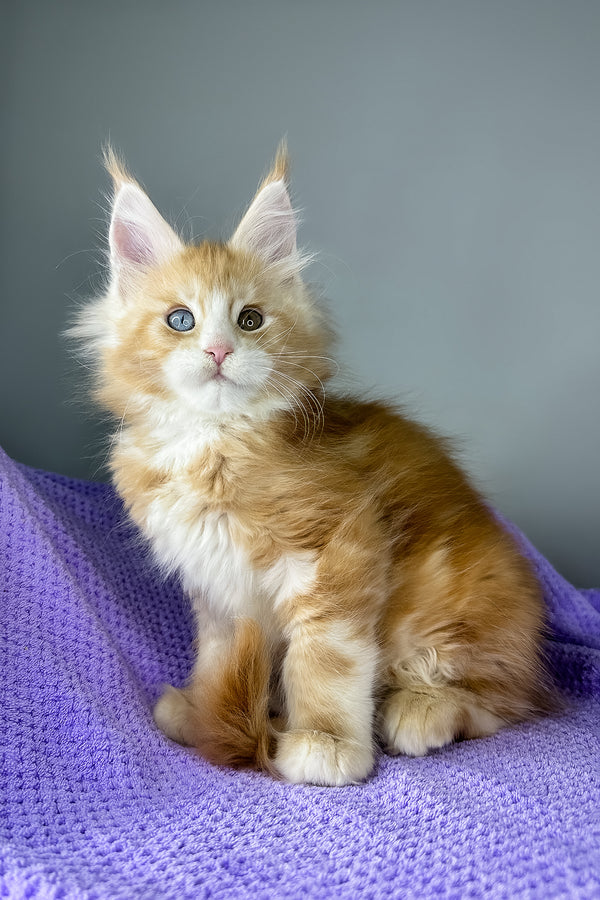 Cartier | Maine Coon Kitten