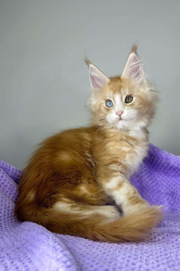 Cartier | Maine Coon Kitten